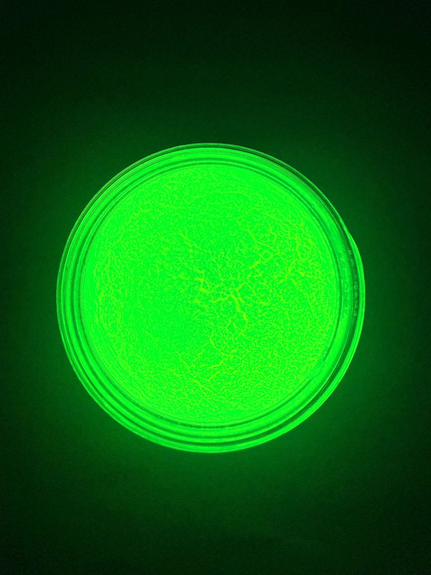 Neon Yellow (Glow in the Dark Mica) 50g